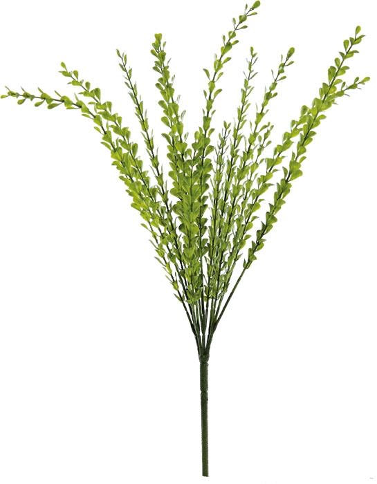 Edge Thyme Bush 19”