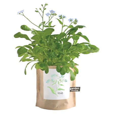 Garden in a Bag | Love - Forget Me Nots