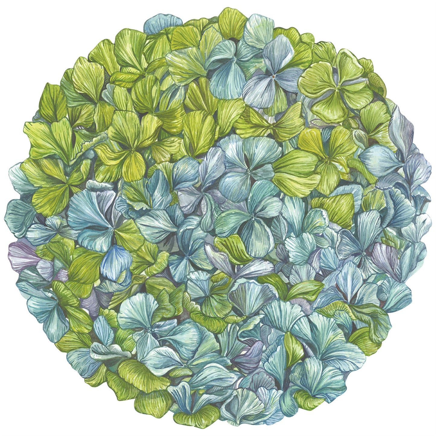 Hydrangea Placemats - 12 Sheets