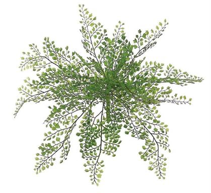Maidenhair Fern Bush