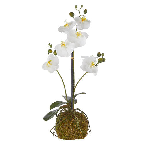 23. 75” Real Touch Orchid & Moss Ball