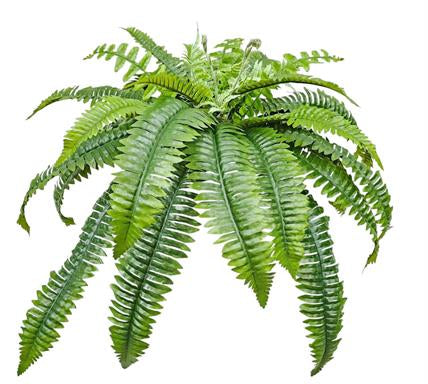 BOSTON FERN BUSH X6 W/36 LVS, 37", UV PROOF