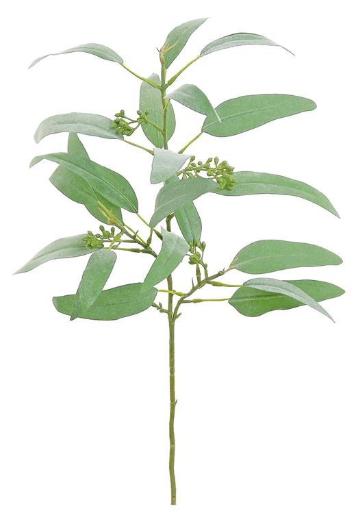 Seeding Narrow Leaf Eucalyptus, 22"
