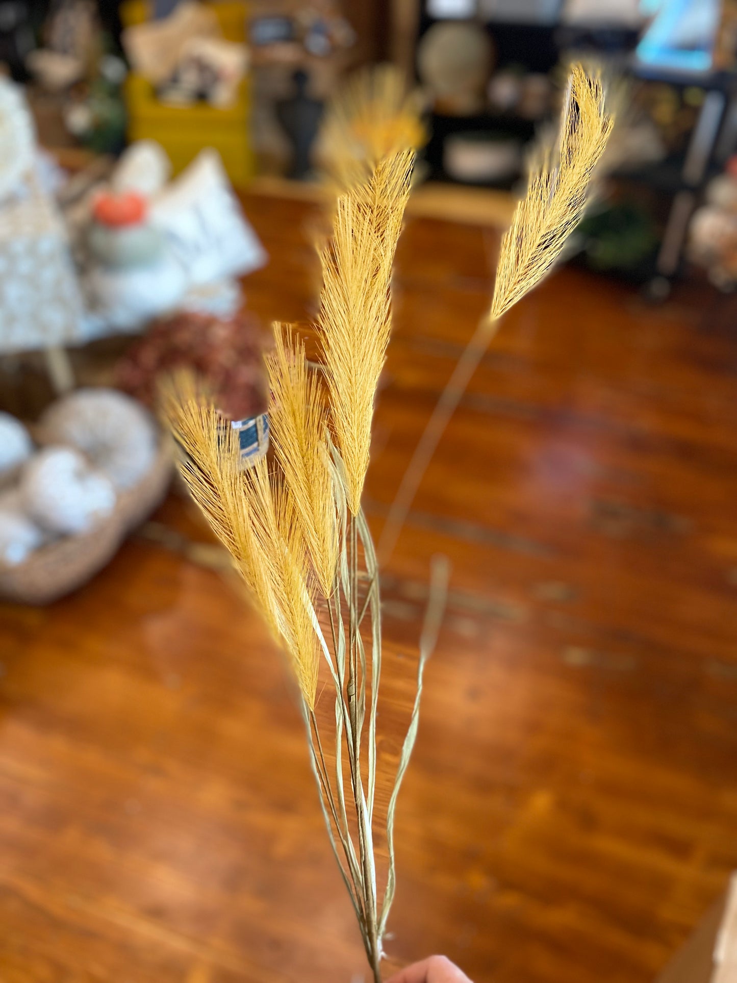 Pampas Grass- Gold