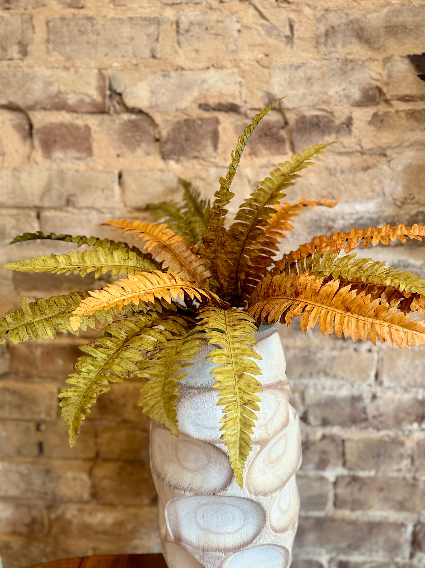 Autumn Fern