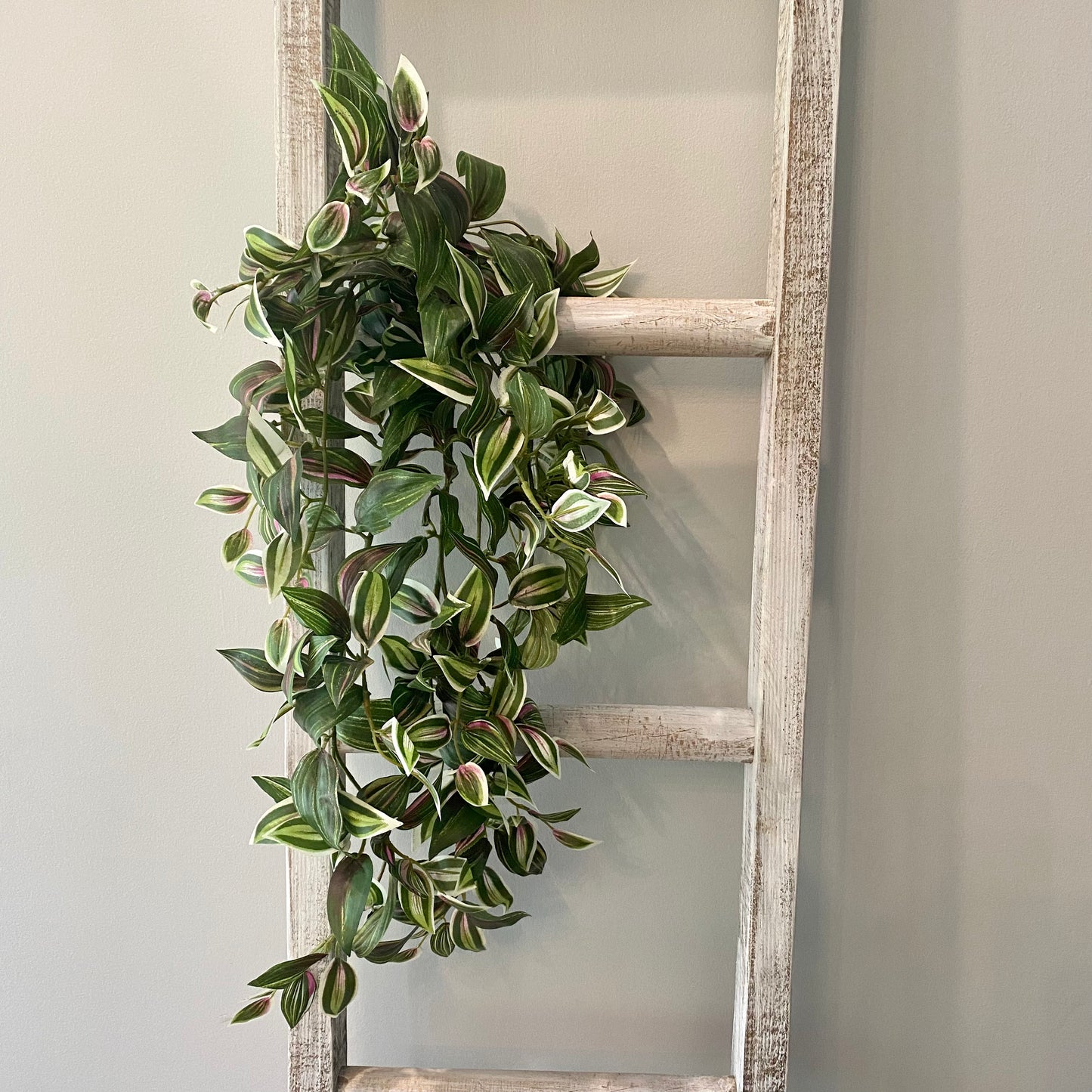 Tradescantia Bush 28”