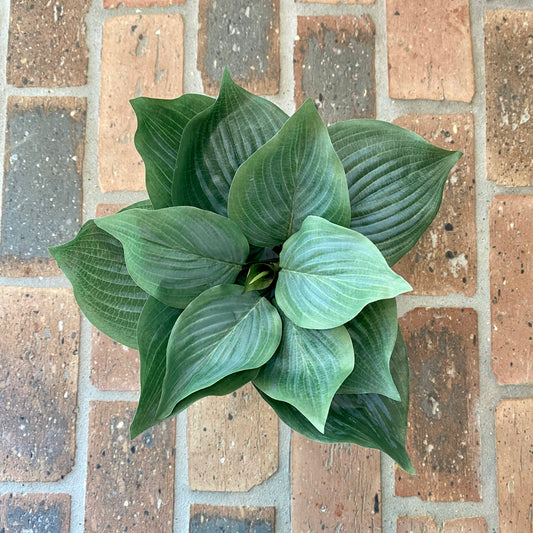 Hosta 10”