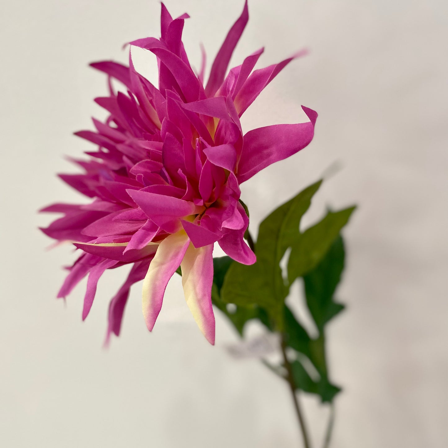 Flame Dahlia- Fuchsia