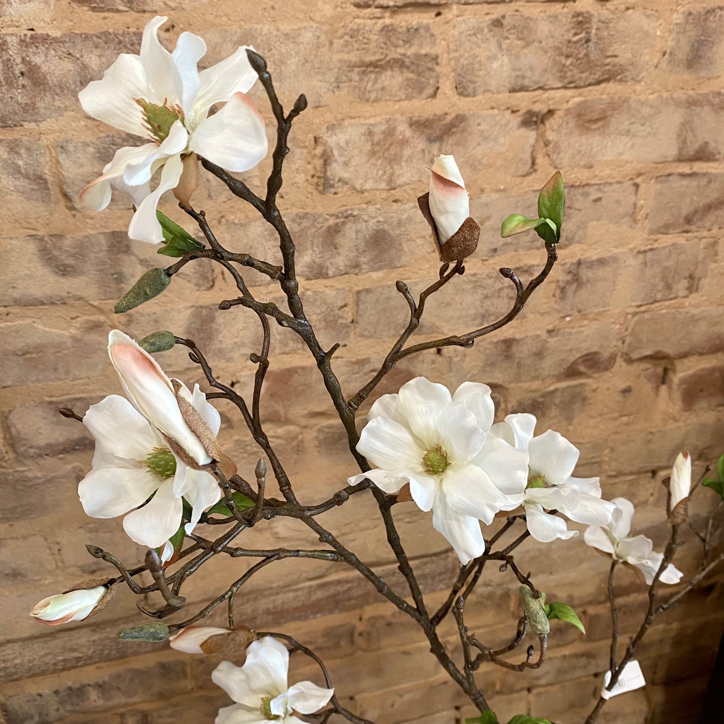 Dwarf Magnolia Blossom Branch