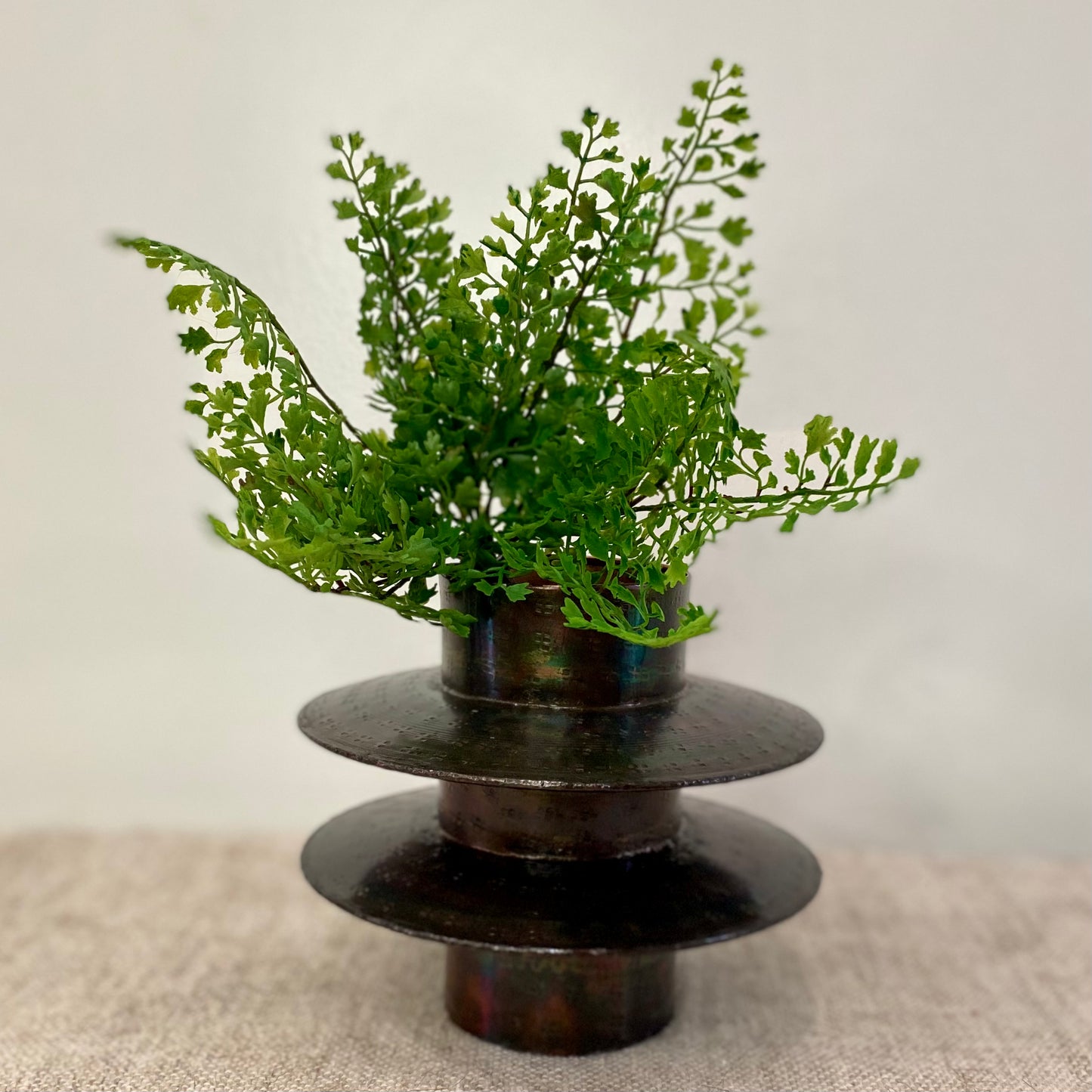 Maidenhair Fern Plant 11”