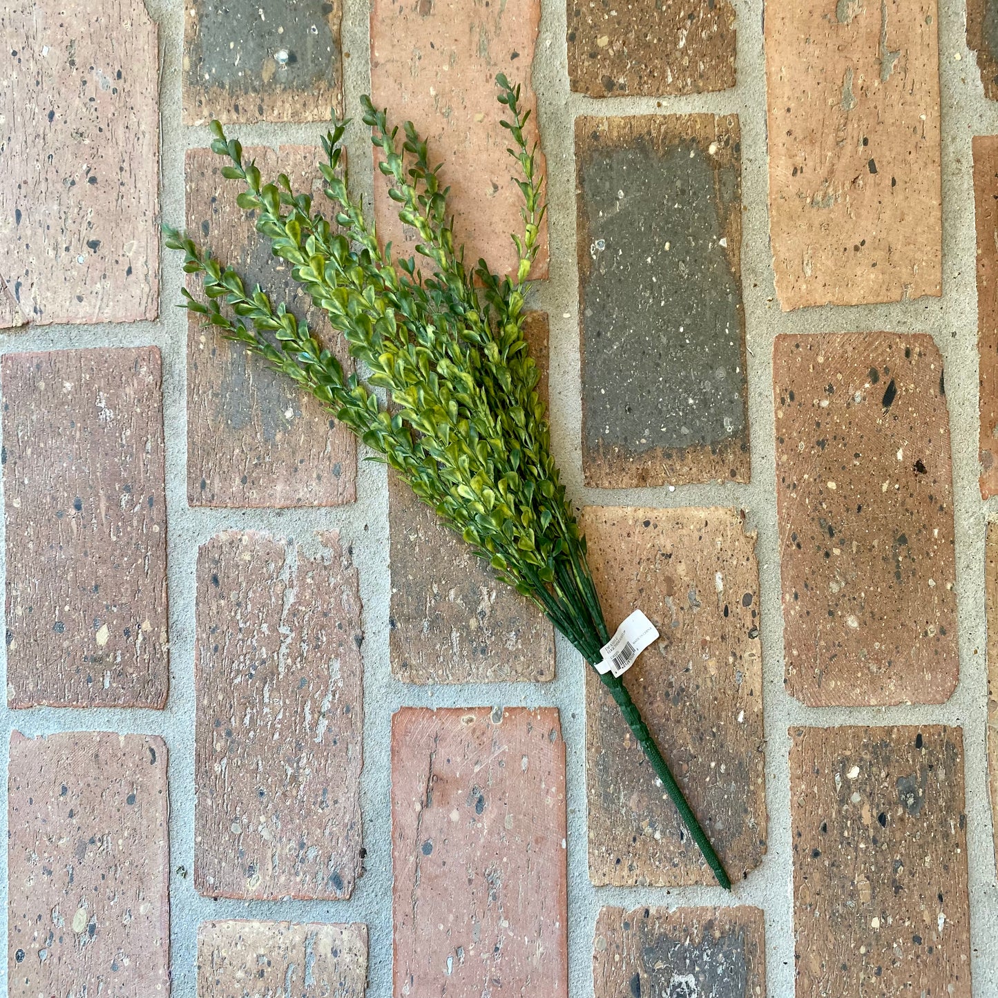 Edge Thyme Bush 19”