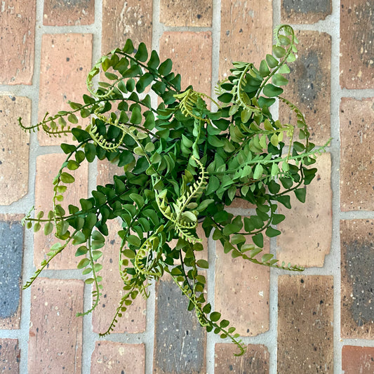 Button Fern 19”