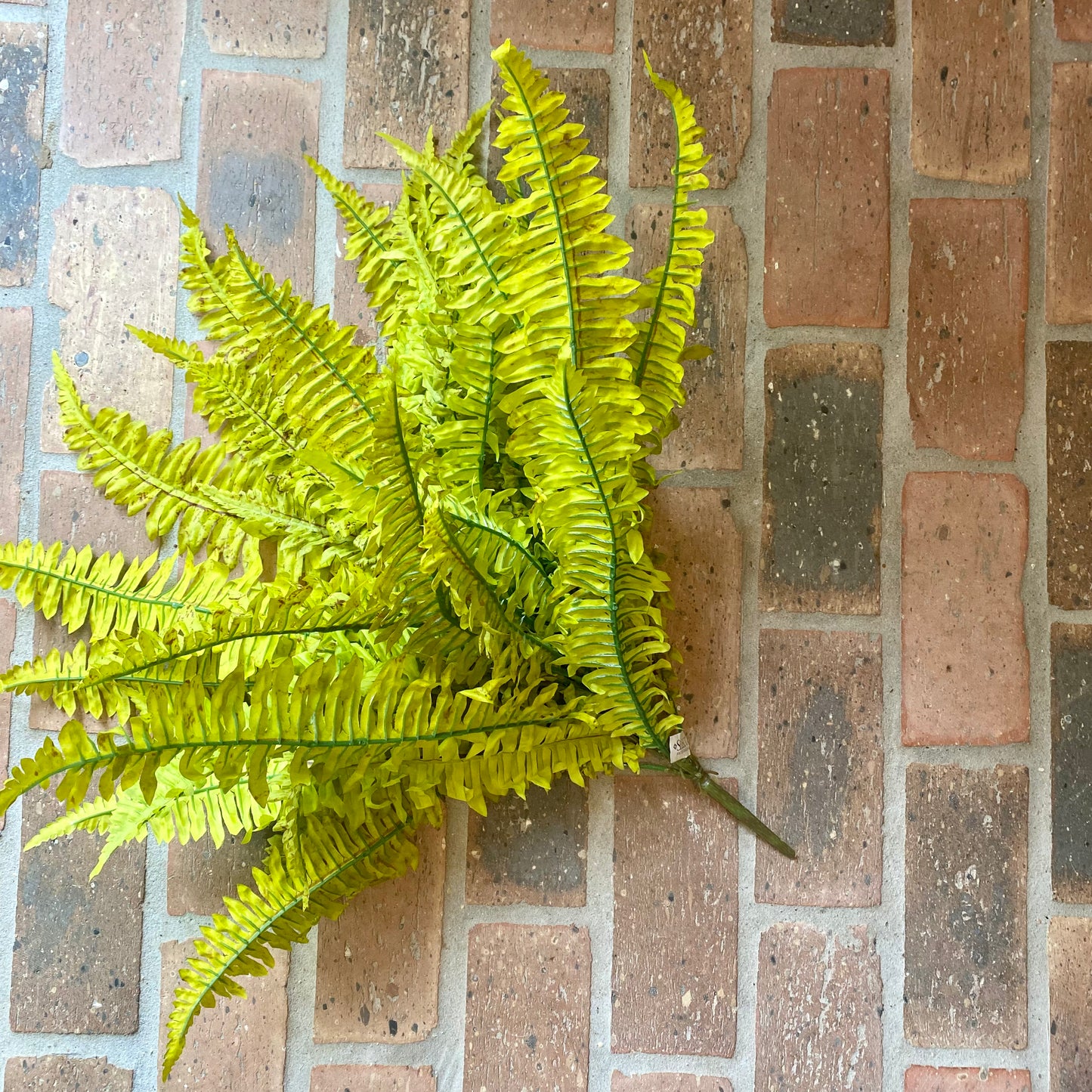 Boston Fern 26”