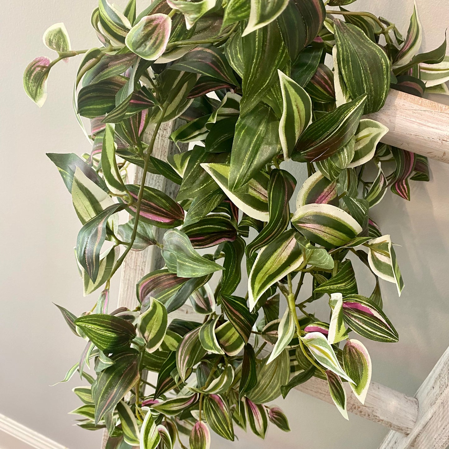 Tradescantia Bush 28”