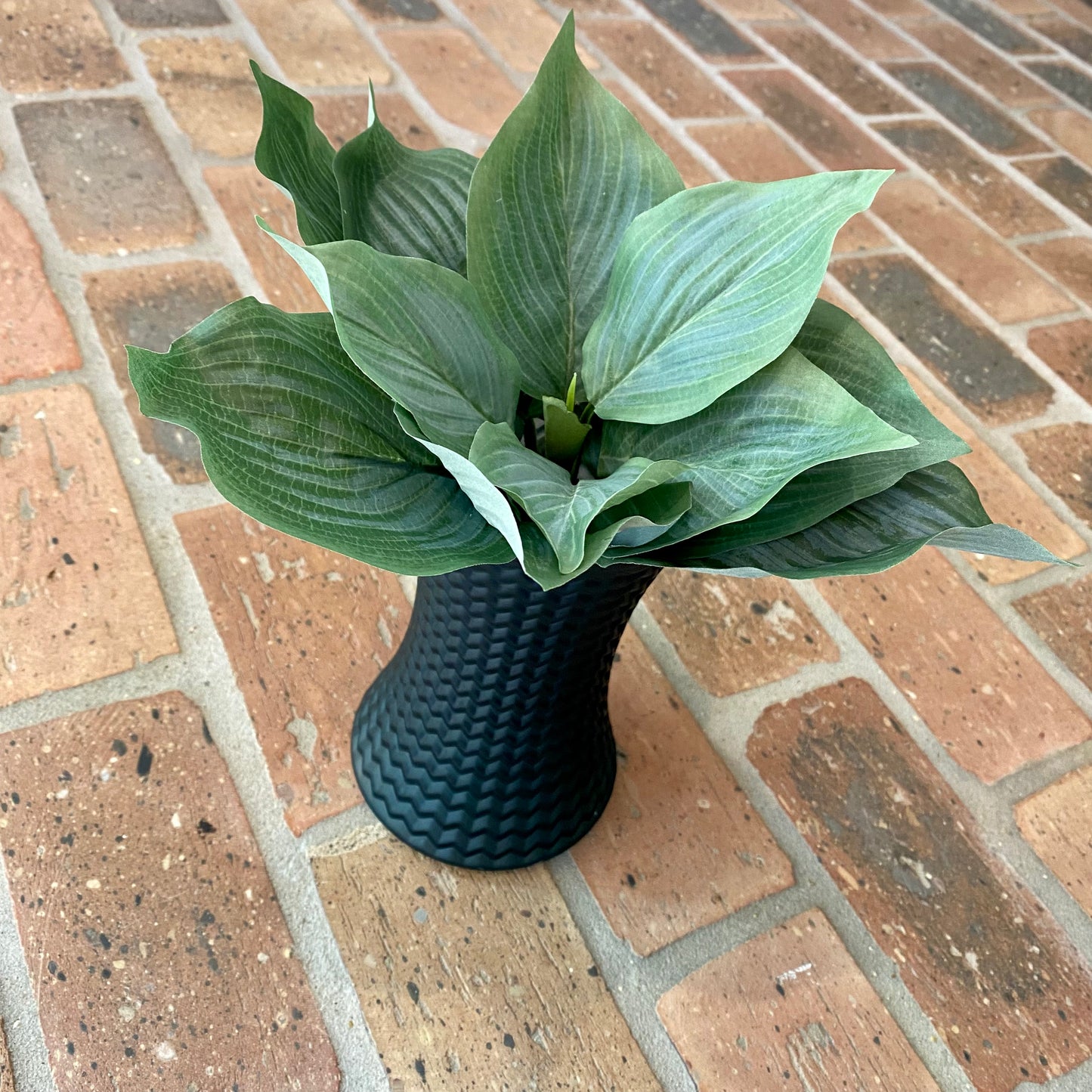 Hosta 10”