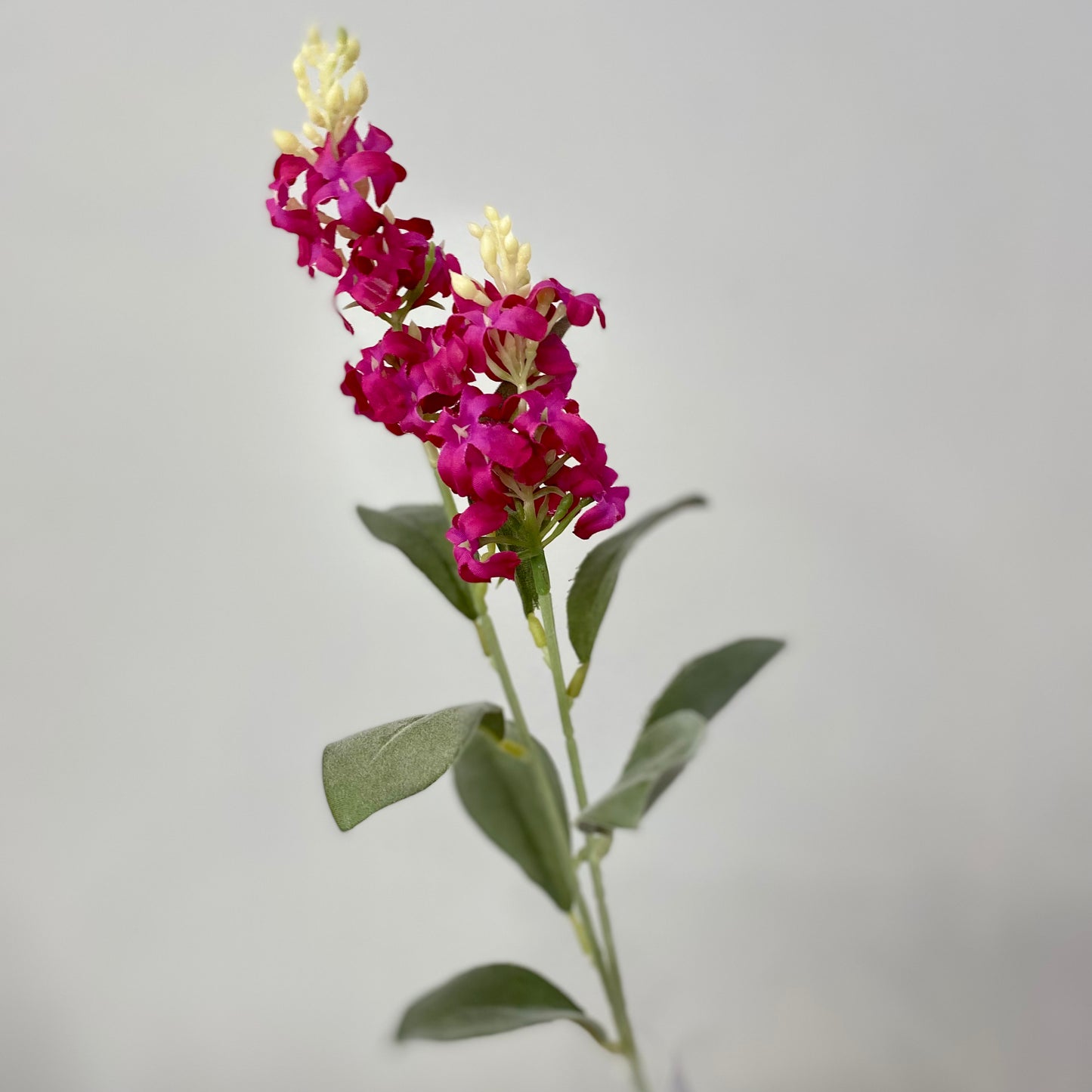 Blue Bonnet Spray- Burgundy