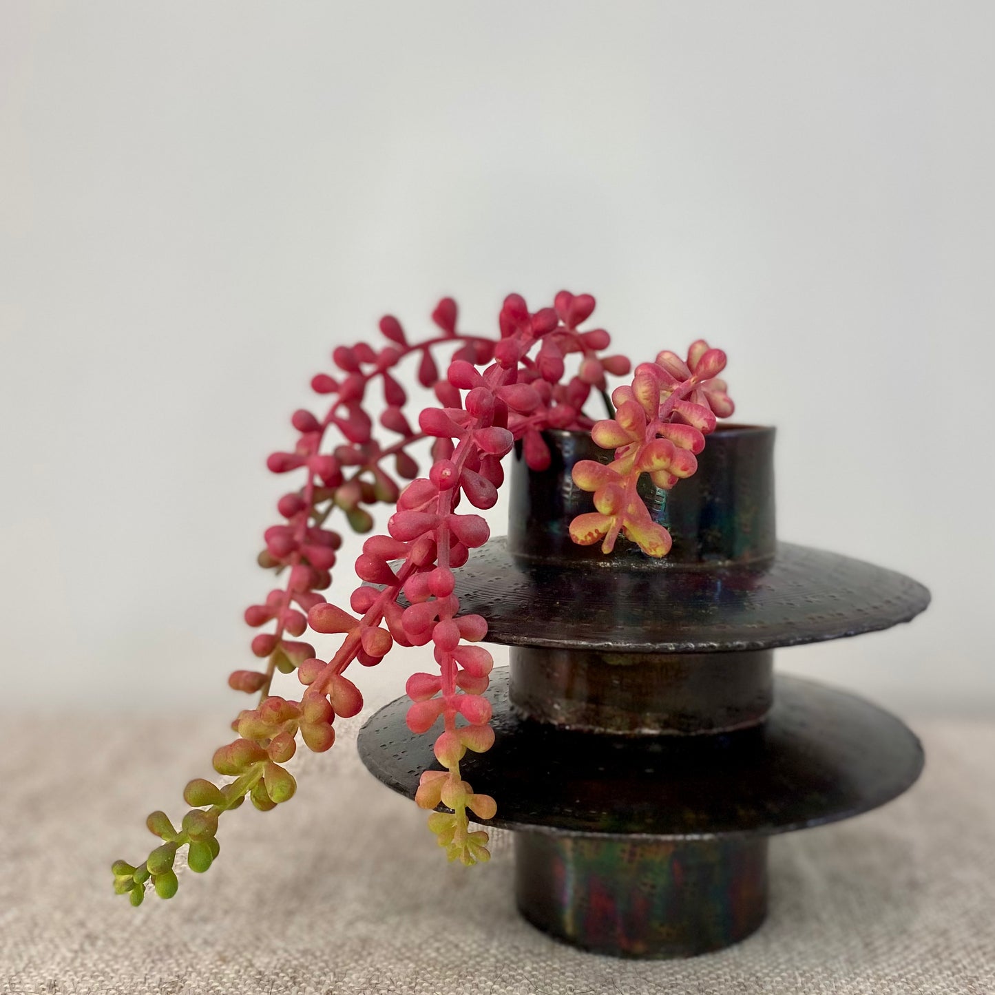 Baby Tears Succulent- Burgundy