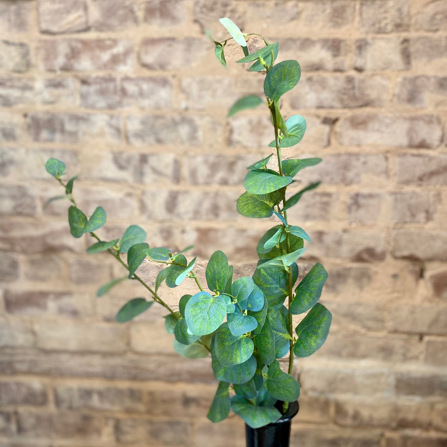 Grand Eucalyptus Spray