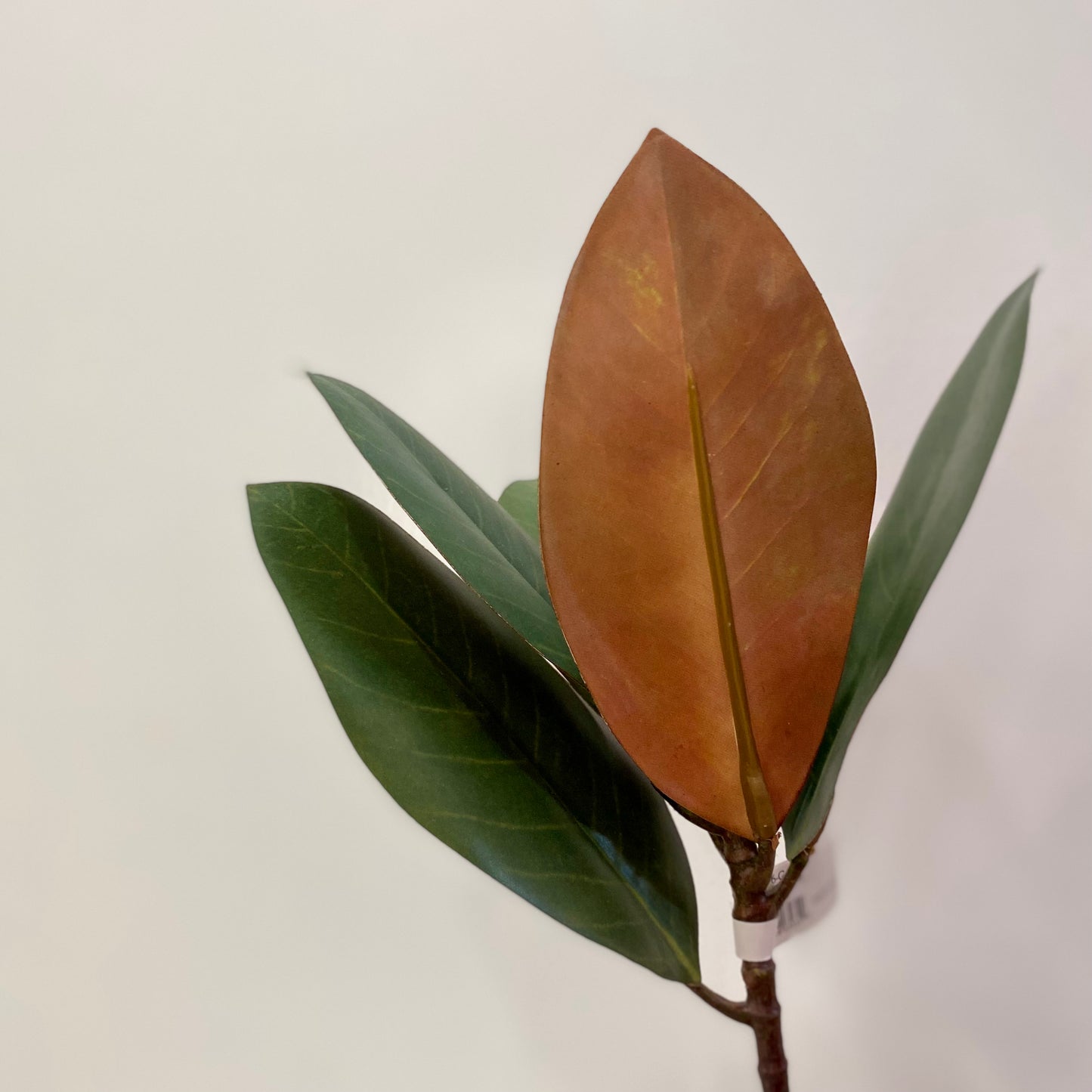 Magnolia Leaf Pick