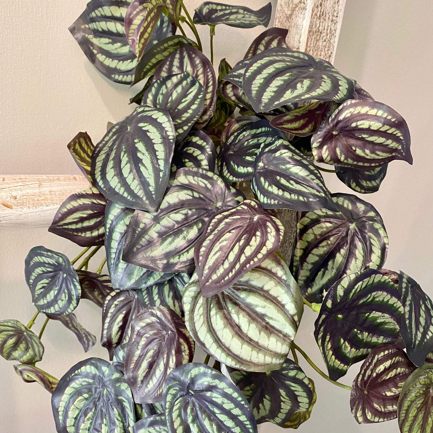 Peperomia Bush 25”