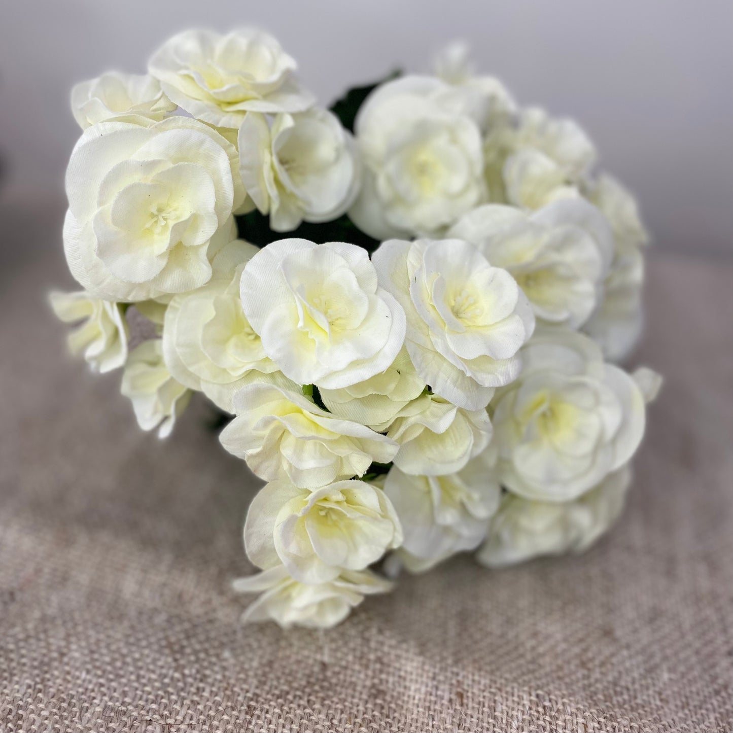 Begonia Bush 10”