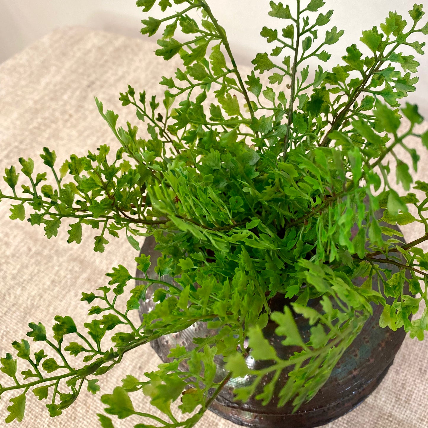 Maidenhair Fern Plant 11”