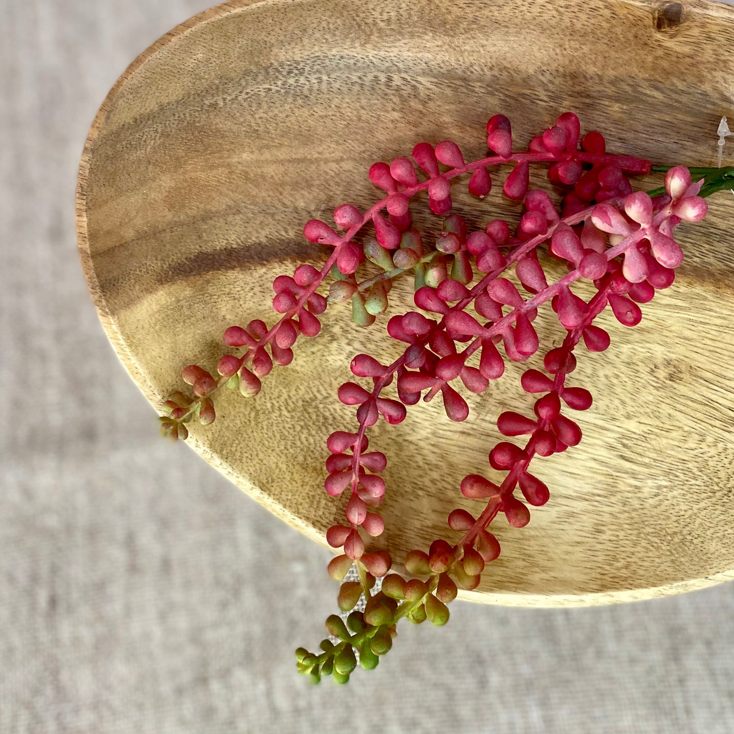 Baby Tears Succulent- Burgundy