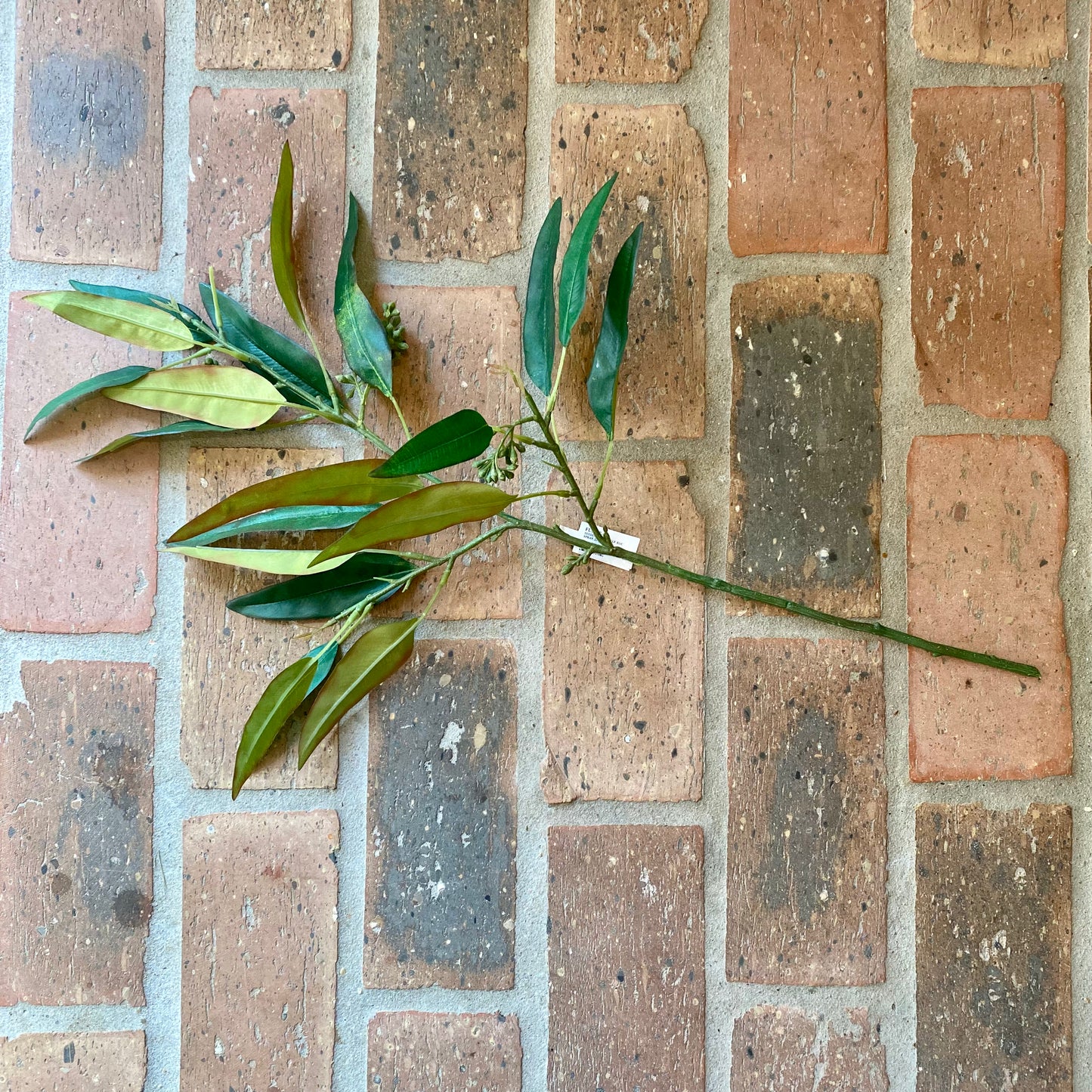 Seeding Eucalyptus Spray 22”