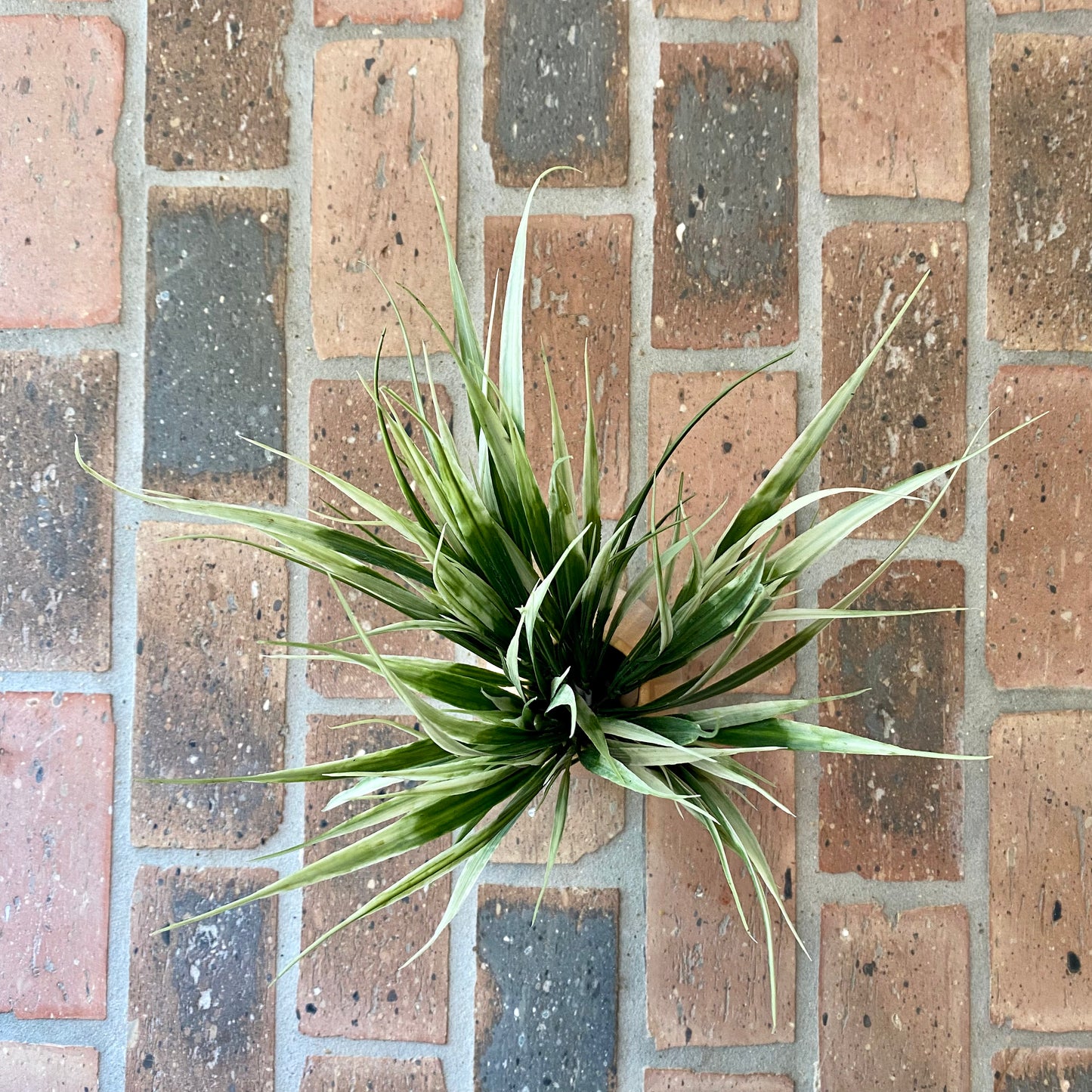 Wild Grass Bush 13”