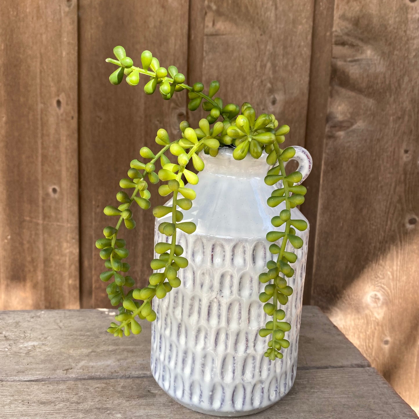 Baby Tears Succulent- Green