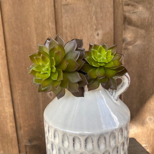 Mini Echeveria 11”