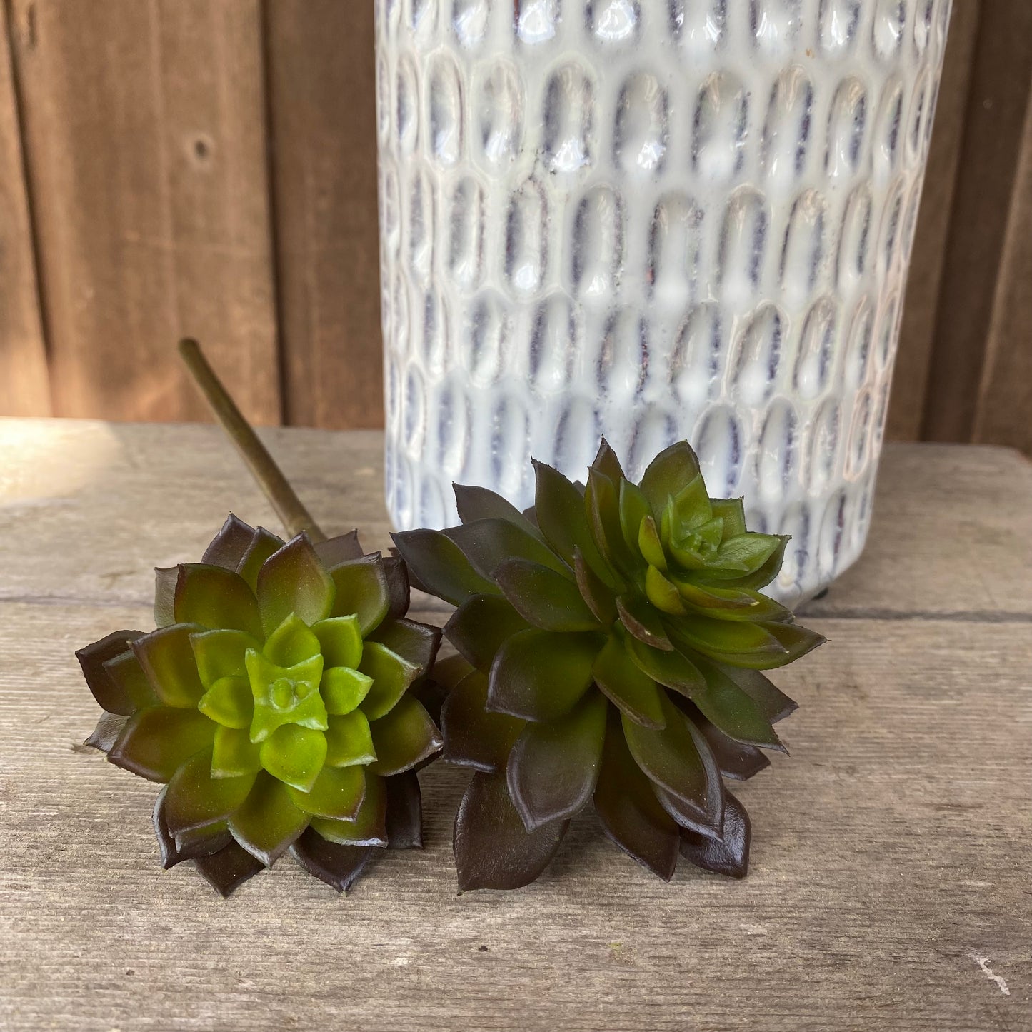 Mini Echeveria 11”