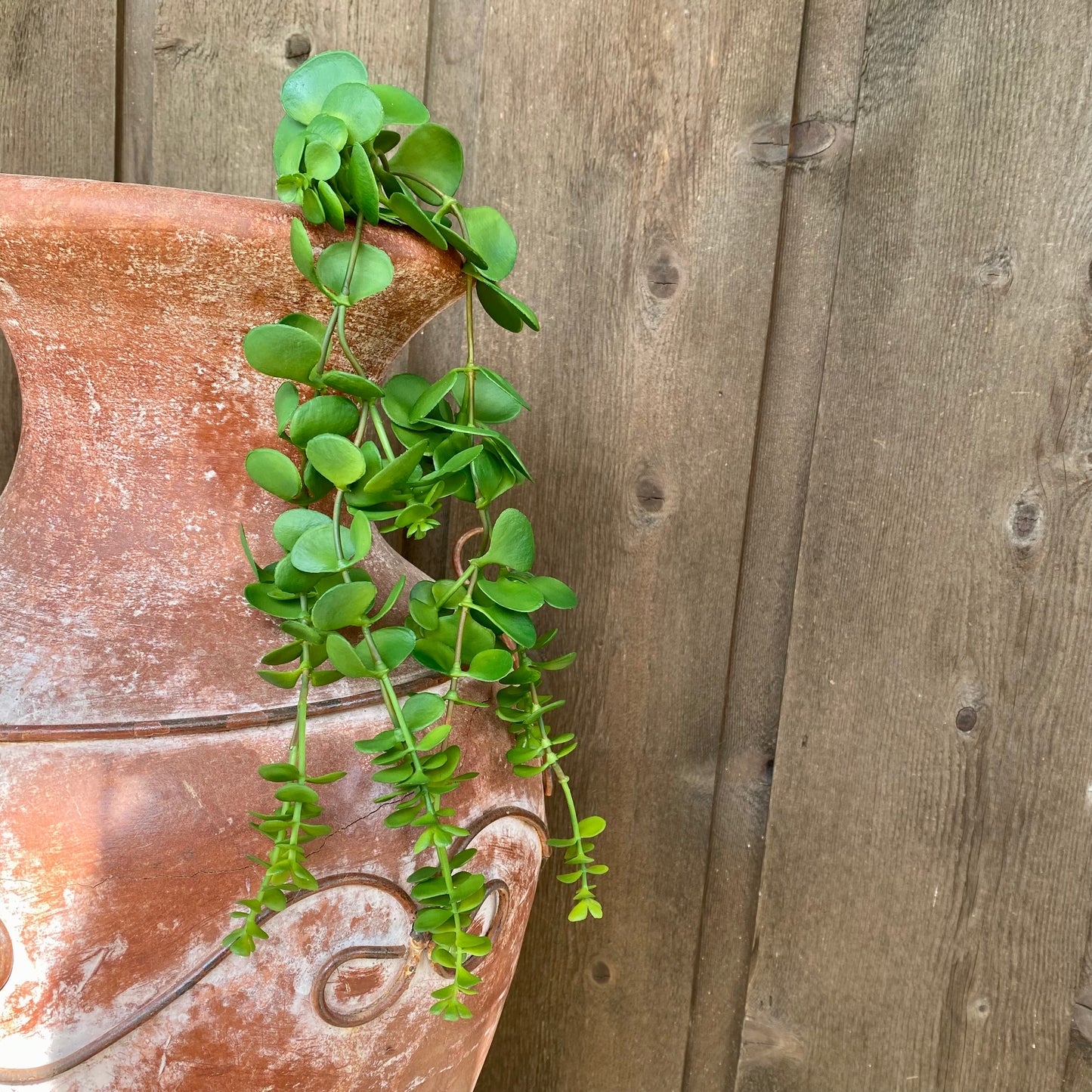 Hanging Succulent Vine 22”