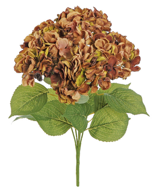 Garden Hydrangea Bush- Rust