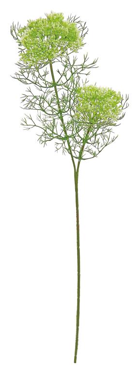 Dill Weed, 23”