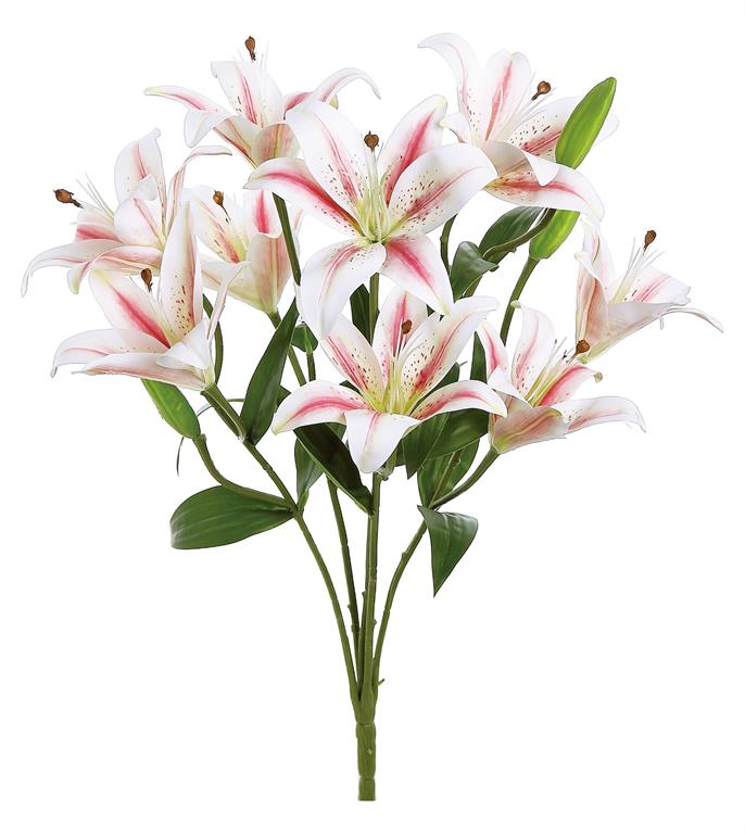 Rubrum Lily Bush, 21”