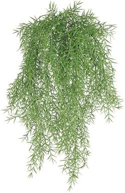 SPRINGERII FERN HANGING BUSH, 26", UV PROOF