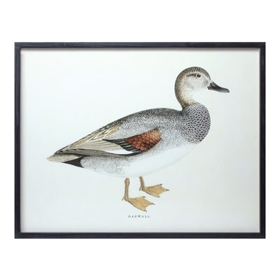 Bird Prints (Framed)