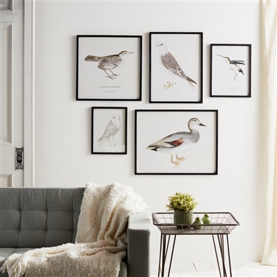 Bird Prints (Framed)