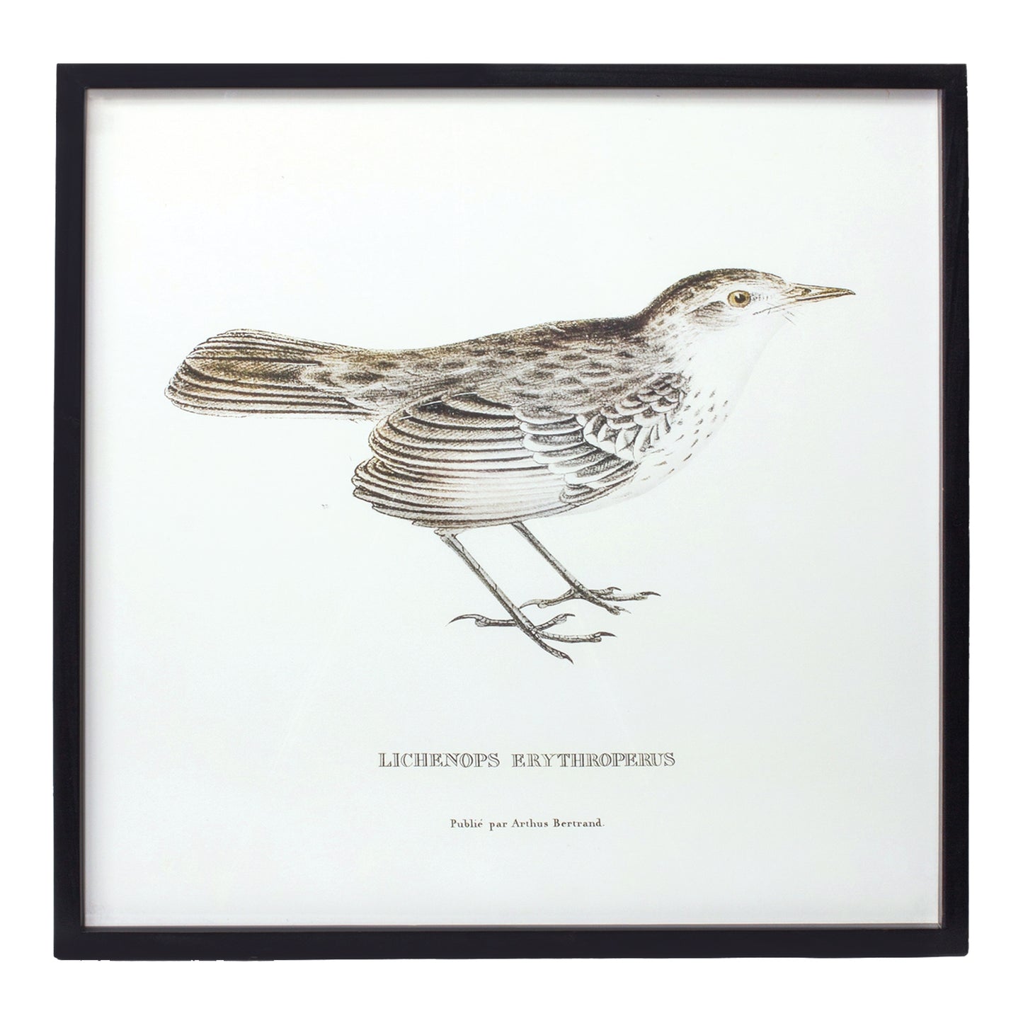 Bird Prints (Framed)