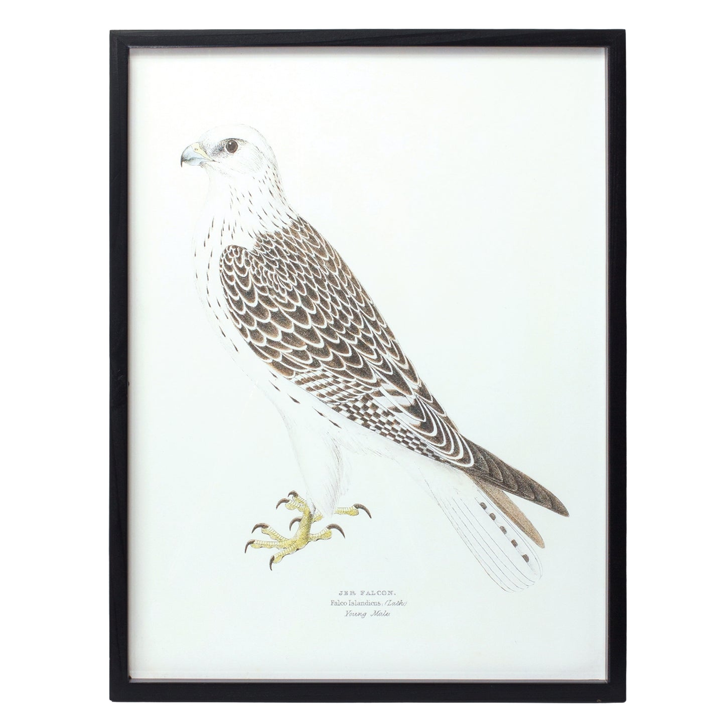 Bird Prints (Framed)