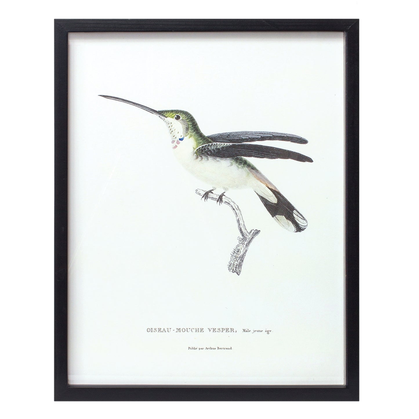 Bird Prints (Framed)