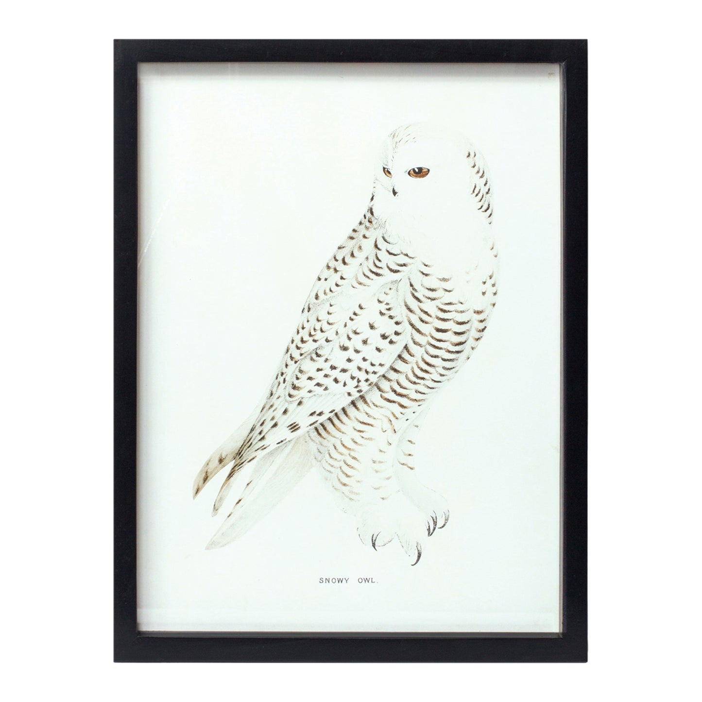 Bird Prints (Framed)