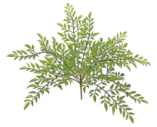 Nandina Leaf Bush, 15"