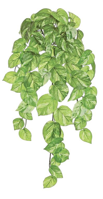 Marble Queen Pothos Bush/Vine, 26"