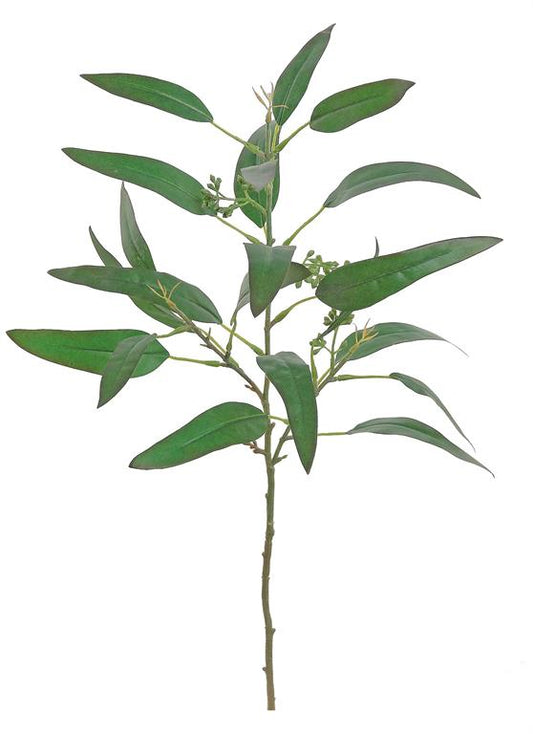 Seeding Narrow Leaf Eucalyptus, 22"