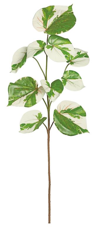 Variegated Sea HIbiscus Vine, 39"