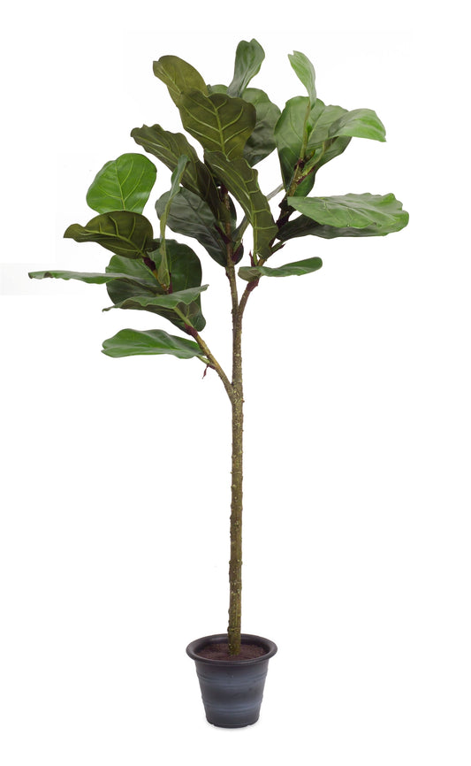 POTTED FIDDLE LEAF FIG 4'H