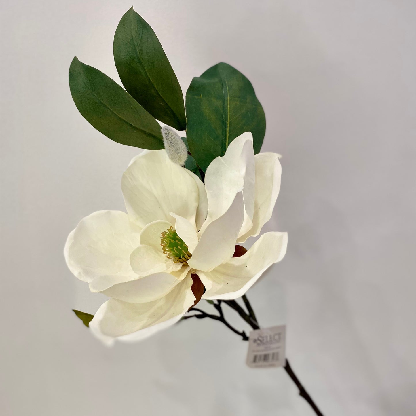 Grande Magnolia