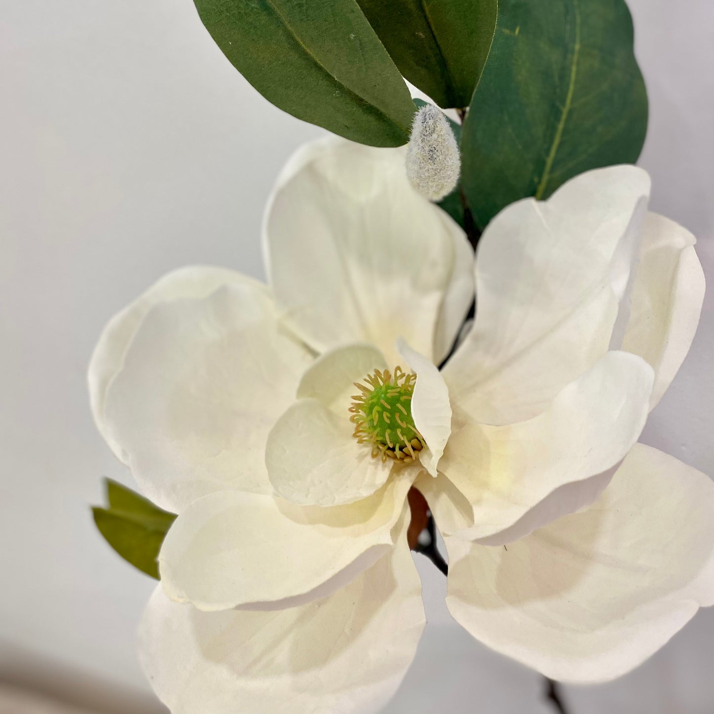 Grande Magnolia